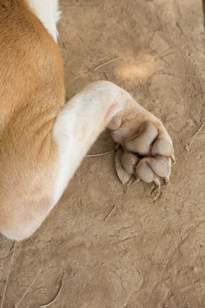 foot of the dog when sleeping on the groundの写真素材