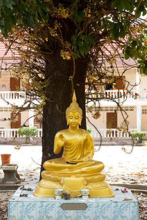 Buddha statue sit is under treeの写真素材