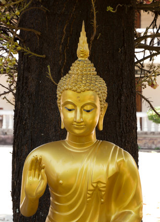 Buddha statue sit is under treeの写真素材
