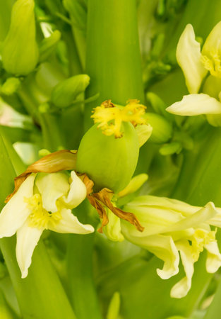 a papaya is popular plant Economyの写真素材