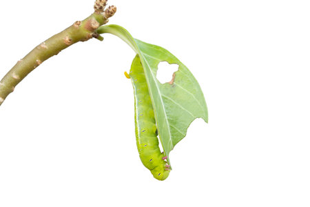 isolated of green worm are clamber on branchの写真素材