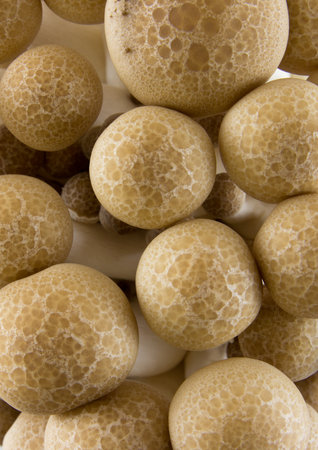 the texture image of the mushroomの写真素材