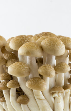 isolated mushroom image of the buna shimeji on white backgroundの写真素材