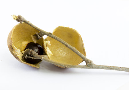 the image of the longan on a white backgroundの写真素材