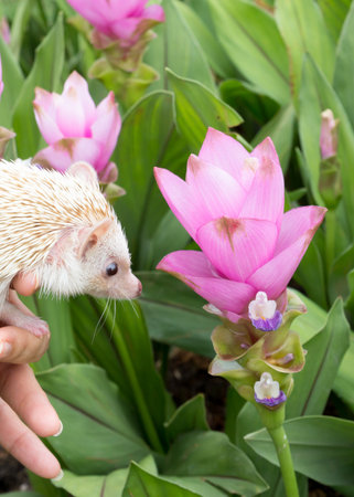 the image of a hedgehog and Siam Tulipの写真素材