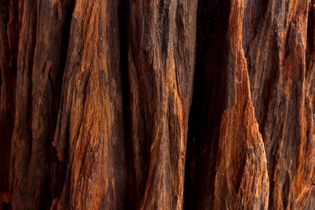 the image of the wood textureの写真素材