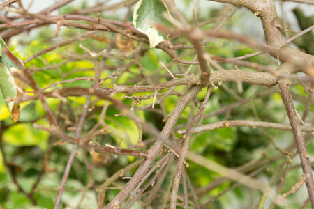 the image of the branch of tree in garden