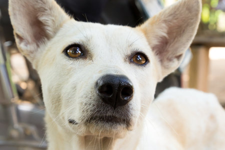 the image of the Dog of thailand