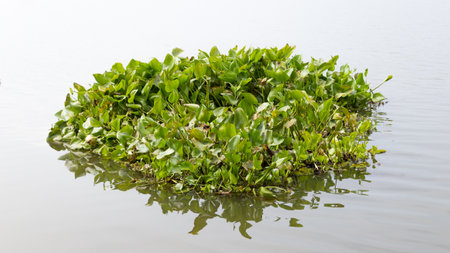 water hyacinth float on water in riverの写真素材