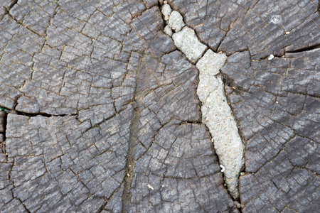 texture,vintage background of stump wood is close up