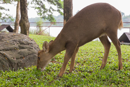 the young deer with green grass in nature of the zooの写真素材