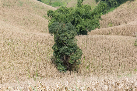 corn farm is dry and ripe for harvest on slope of mountainの写真素材