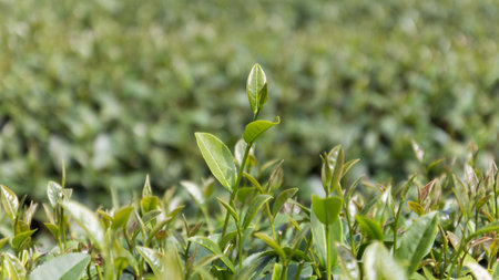 green tea farm on hill of mountain in morning is travel of thailandの写真素材
