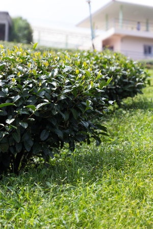 green tea farm on hill of mountain in morning is travel of thailandの写真素材