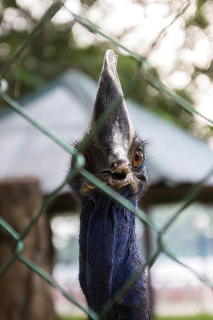 casuarius is closeup to head in a cage at the zooの写真素材