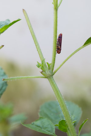 leaf of the Holy basil in thailand nature