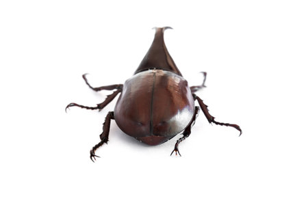 the Xylotrupes gideon on a white background is isolated image