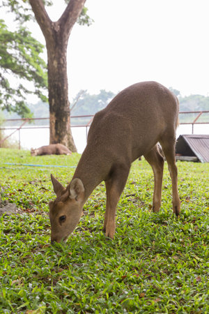 the young deer with green grass in nature of the zooの写真素材