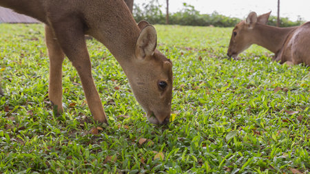 the young deer with green grass in nature of the zooの写真素材