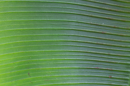 background, texture of banana leaf to close up