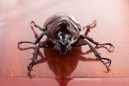 the Xylotrupes gideon on the wood
