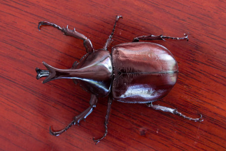 the Xylotrupes gideon on the wood