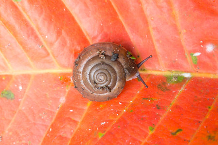 the brown snail is invertebrate animal in natureの写真素材