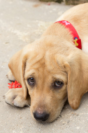the dog puppy of labrador retriever is cute pet for the family with baby
