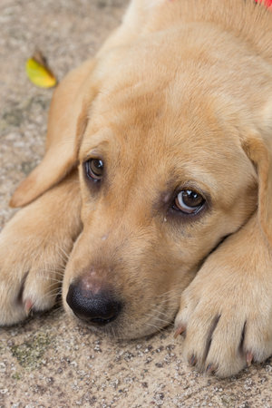 the dog puppy of labrador retriever is cute pet for the family with babyの写真素材