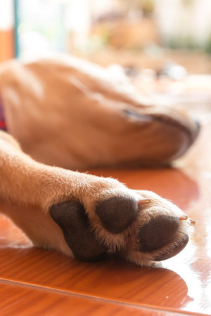 the dog puppy of labrador retriever is cute pet for the family with babyの写真素材