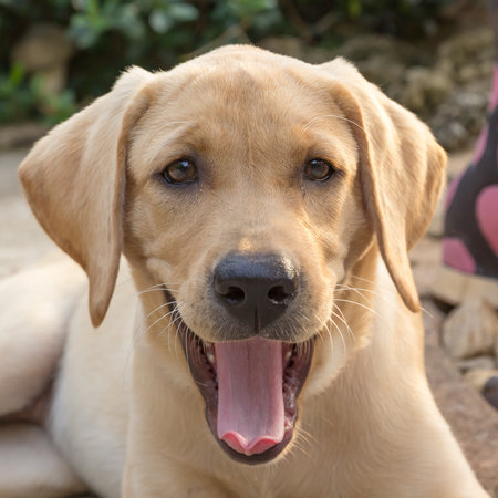 the dog puppy of labrador retriever is cute pet for the family with babyの写真素材