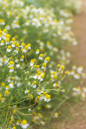 daisy flower with field in the nature gardenの写真素材