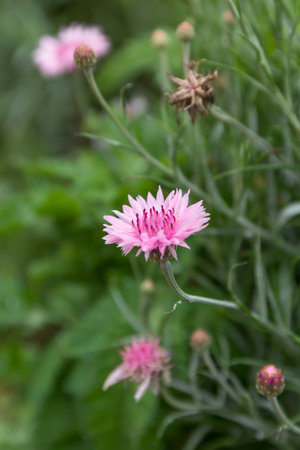 pink flower with field in the nature gardenの写真素材