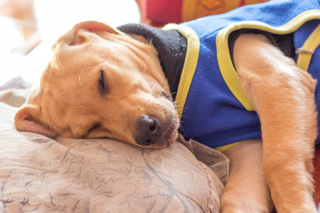 the dog puppy of labrador retriever is cute pet for the family with babyの写真素材