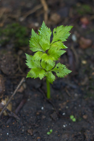 the green plant is growth sprout from the seed in the soilの写真素材