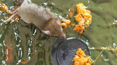 the rat is glue stick on the mousetrapの写真素材