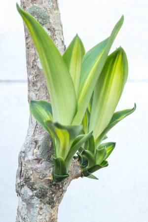 the Dracaena is green leaf on white background with isolated