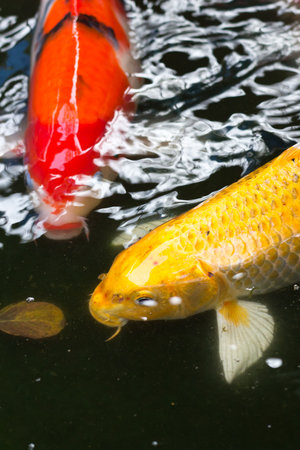 the Fancy carp, koi is beautiful and colorful in the pondの写真素材