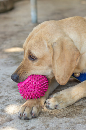 the dog puppy of labrador retriever is playing footballの写真素材