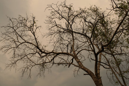 lonely tree