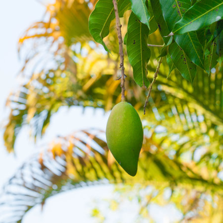 mangoの写真素材