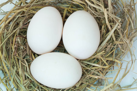 egg,egg duck