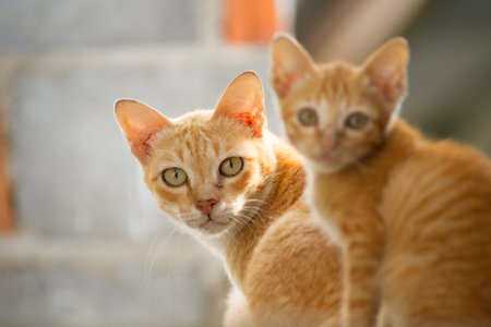 Family thai cat between cat and kiienの写真素材