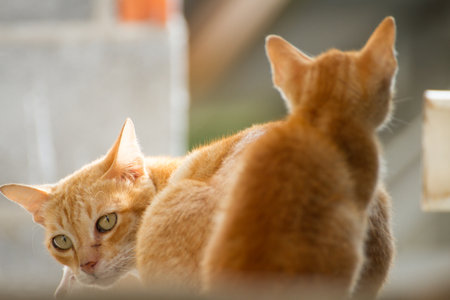Family thai cat between cat and kiienの写真素材
