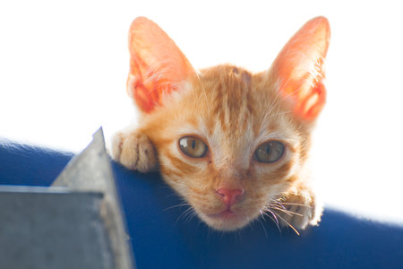 Alone kitten between wait cat(mother)の写真素材