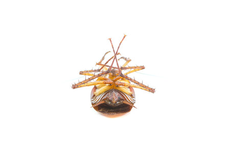 cockroach die on white background.の写真素材