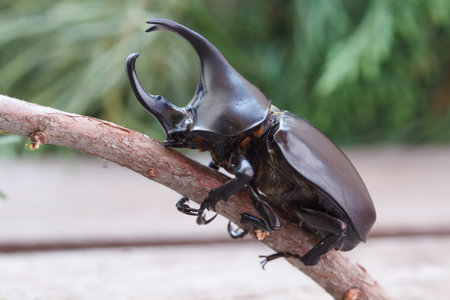 Dynastinae or rhinoceros beetles on treeの写真素材