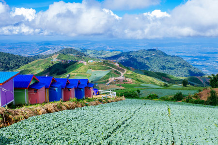 A beautiful landscape view of green cabbages plant on mountain