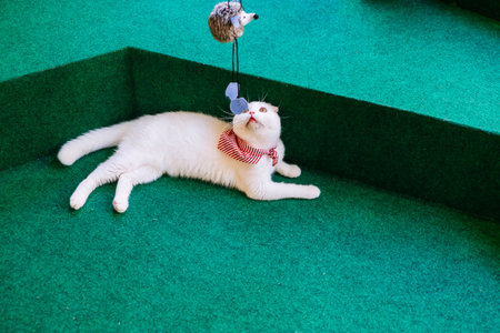 Cute cats are playing toys on a green background.の写真素材
