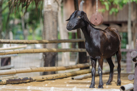 Portrait of a young black goat in ranchの写真素材